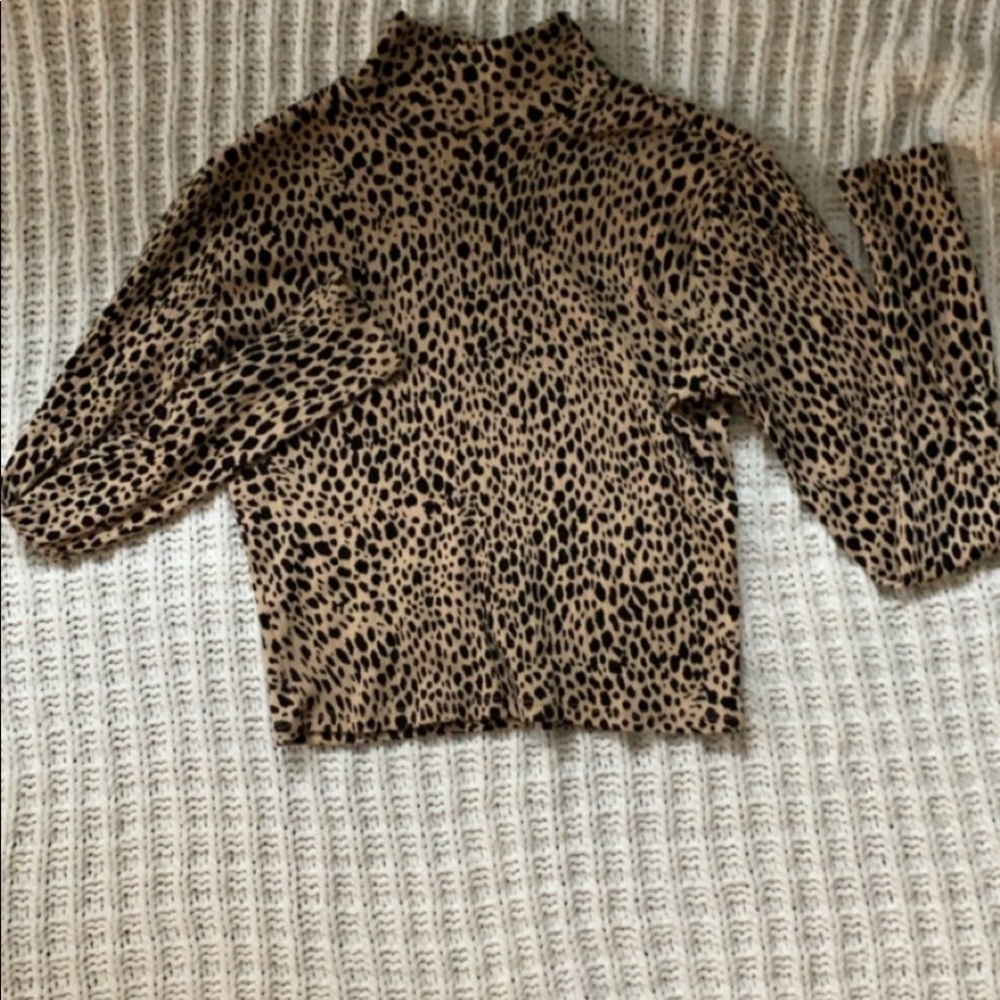 Cheetah daniella